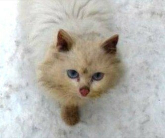 Брошенной кошке нужен дом. Брошенной кошке нужен дом.