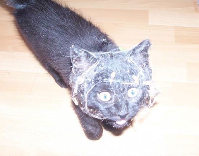 Коты в шоке: смешная реакция котов на первую прогулку за пределами дома первая прокулка кошки на улице, реакция котов на первую прогулку, кошка впервые на улице