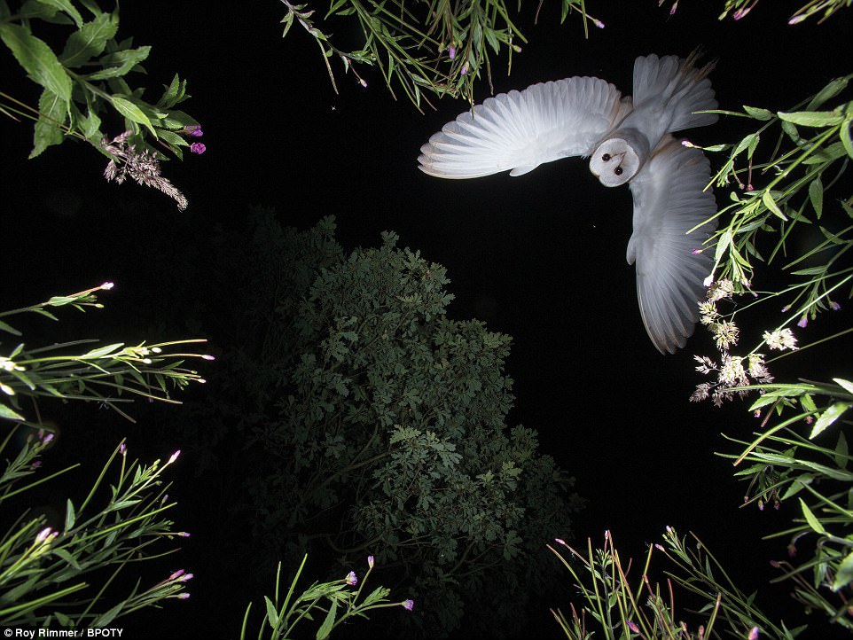 Floral flight: Barn Owl hovering by Roy Rimmer of Wigan, Lancashire. POTY helps raise funds for the BTO, so far having raised over £5,500 from entry fees alone. The money has been used to help support the BTO's young birders programme, aimed at engaging a younger generation of naturalists and ornithologists