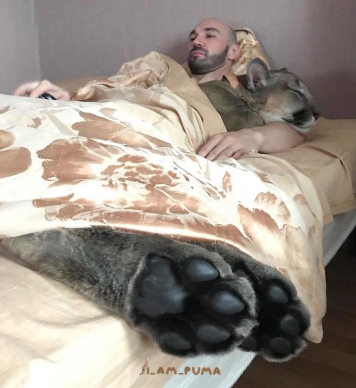 Пара из Пензы держит в однушке пуму Пара из Пензы держит в однушке пуму