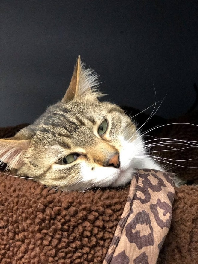Уставший кот Кот лежит