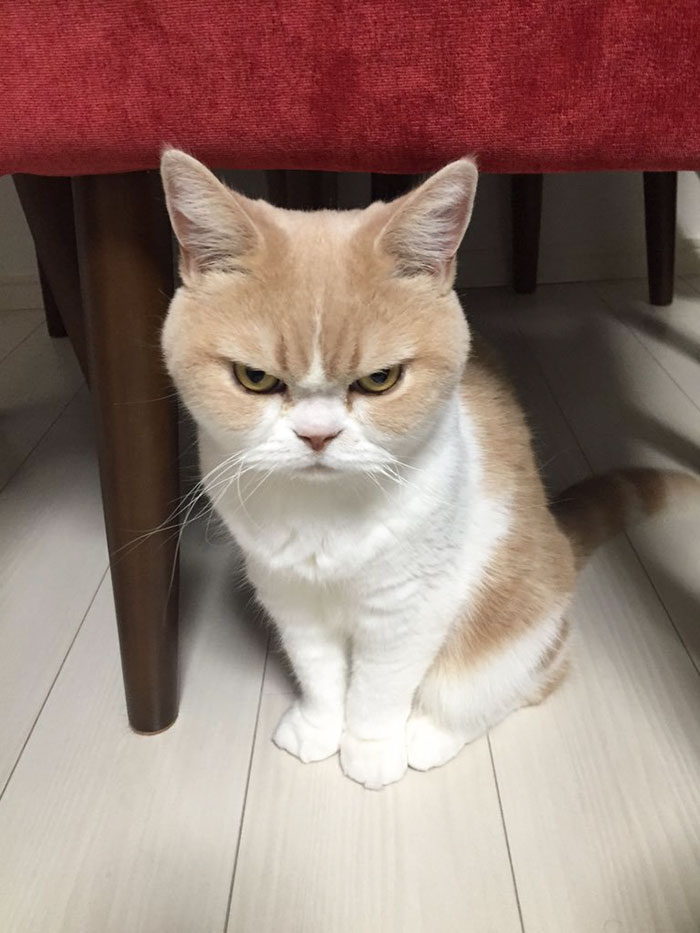 Без кота и жизнь не та