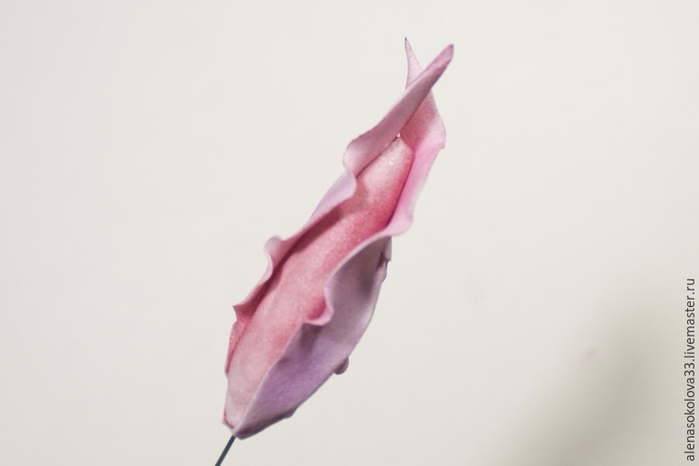 ЛИЛИЯ ИЗ ФОАМИРАНА. Обсуждение на LiveInternet - Российский Сервис ...