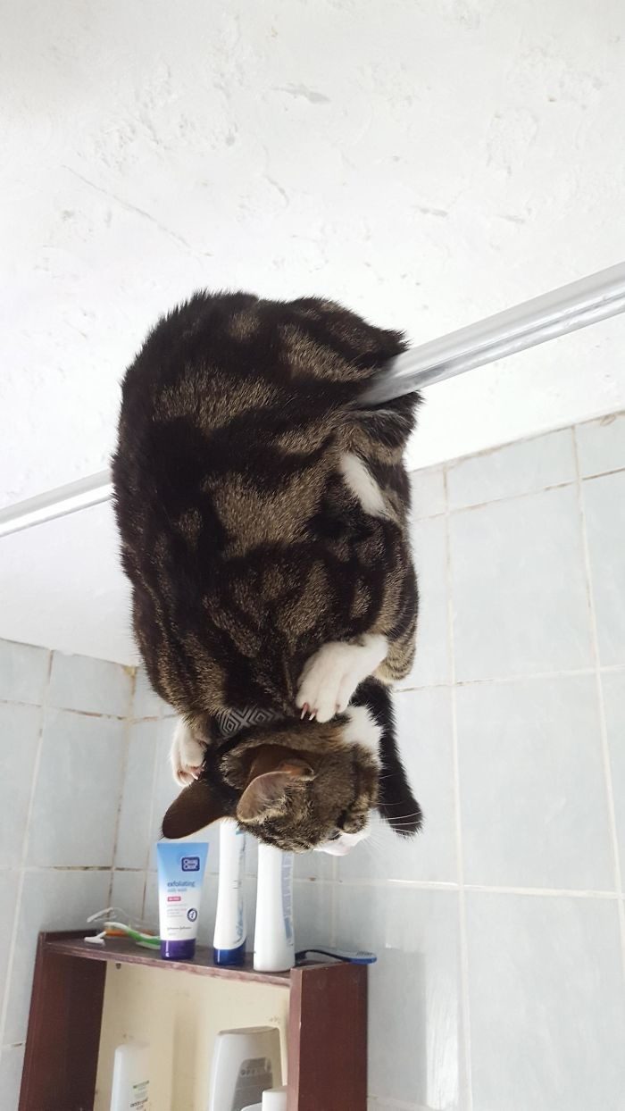 Котопост