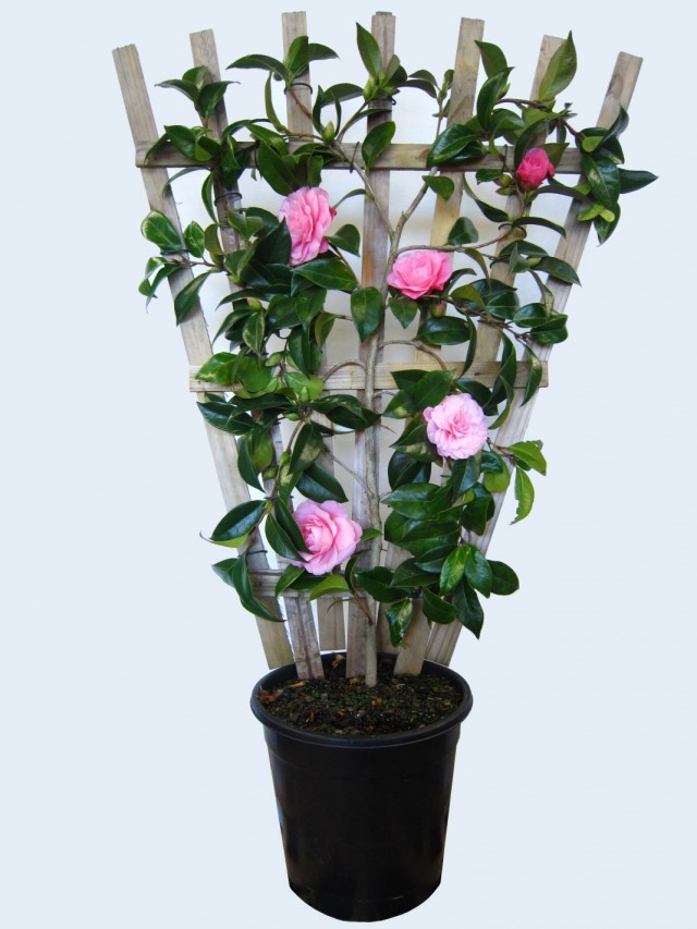 Камелия (Camellia)