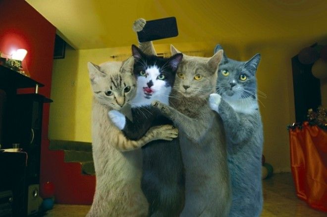 Котоселфи (12 фото) Котоселфи (12 фото)