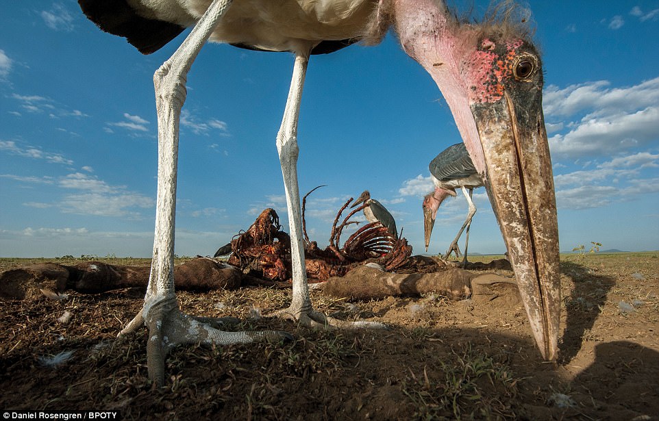 Scavengers: Marabou Storks were photographed by Daniel Rosengren,frmo Sweden. He said: 'Marabou Storks are scavengers, but they are not that good at ripping big pieces of meat off a carcass. Instead, they rely on other scavengers like hyenas or vultures to do that, so they can take the easy pickings from the ground. This photo was taken by placing the camera with a wide angle lens near the zebra carcass and trigger it with a remote from a distance.' The photo was taken in Tanzania
