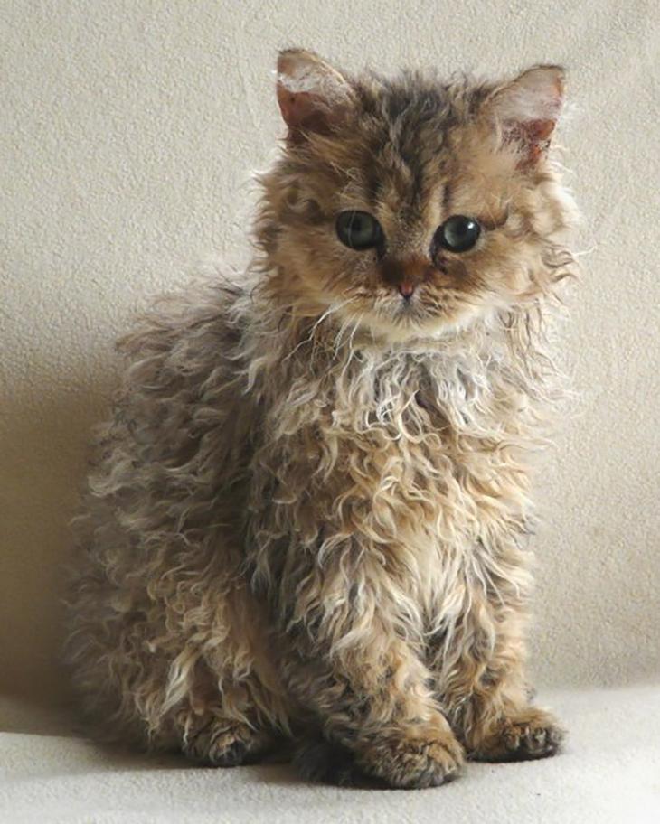 cat-breeds
