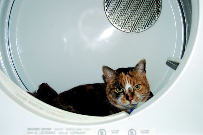 Котопост