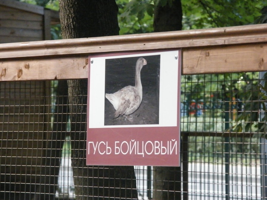 Прогулка по парку Сокольники. Орнитарий.