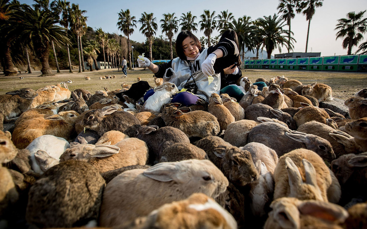 475026027CM011_Bunnies_Attr 475026027CM011_Bunnies_Attr
