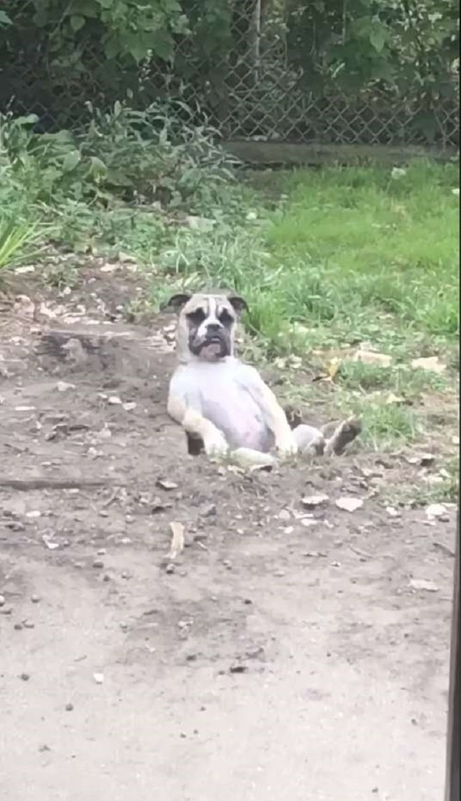 Собака в яме Пес в яме