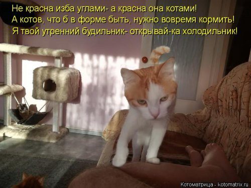 Самые уморительные котоматрицы) Самые уморительные котоматрицы)