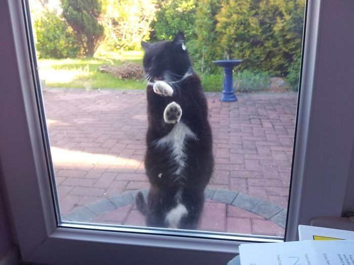 Коты сами нашли себе хозяев