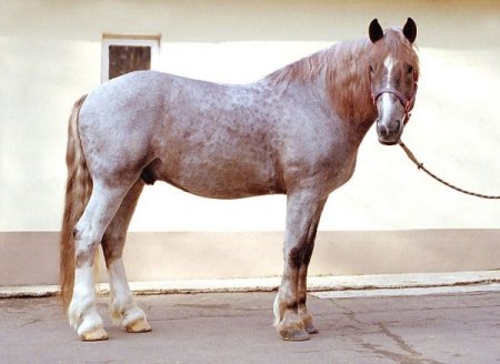 Фото лошади рыже-чалой масти