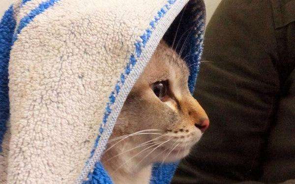 Кот всегда в хозяйстве пригодится Кот всегда в хозяйстве пригодится