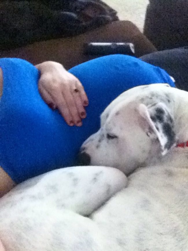 Как питомцы ждут появления малышей