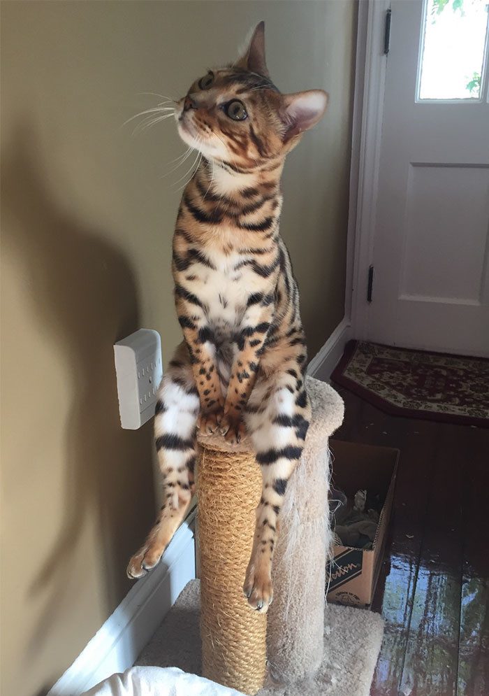 Котопост