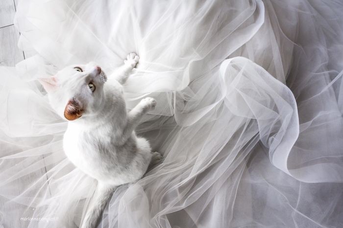 I Do Post-Marriage Private Shooting With Cats