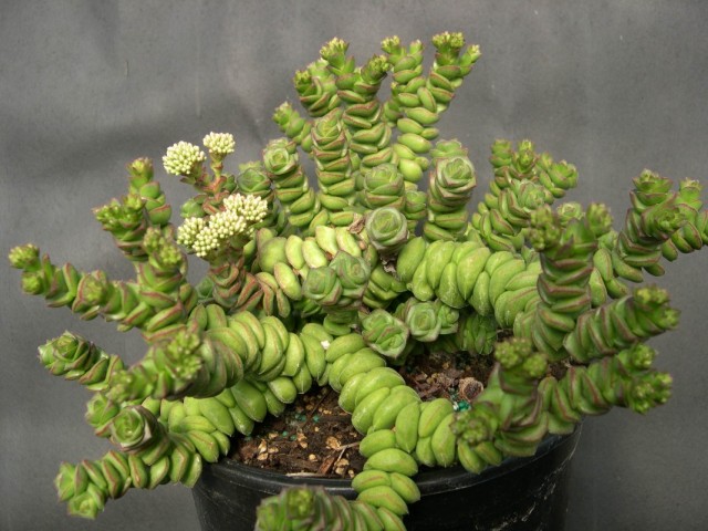 Толстянка скальная, или Крассула скальная (Crassula rupestris)