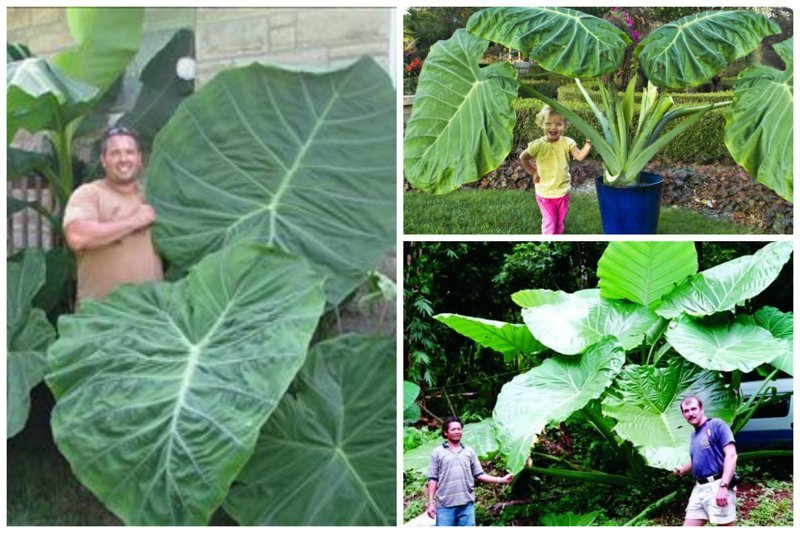 Colocasia gigantea ( ) , , , , , 