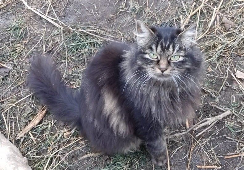 С такой кошкой и тёща не нужна!