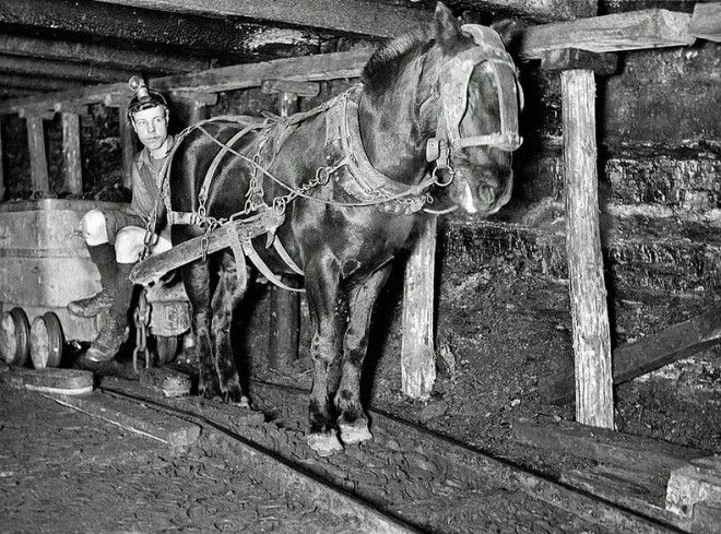  chevaux dans les mines