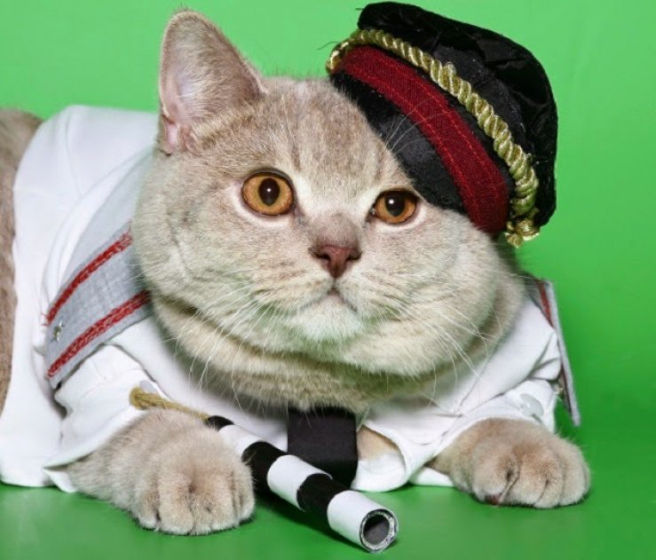 Ajaib-7-Kucing-Ini-Memiliki-Karier-Lebih-Sukses-Dari-Manusia_739x631