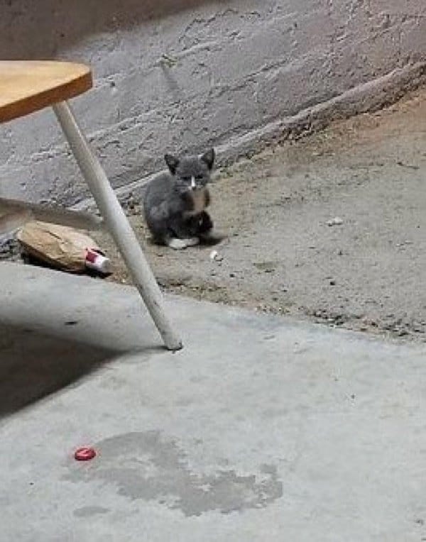 котенок на улице