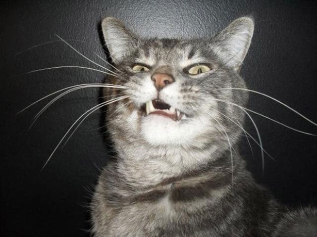 коты хотят чихнуть кот чихает