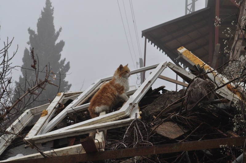 Совсем не диванные коты