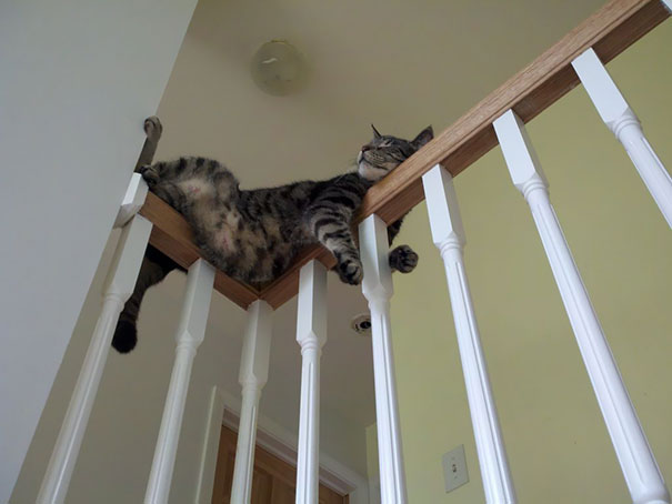13 угарных фото котиков, которые спят в очень смешных позах