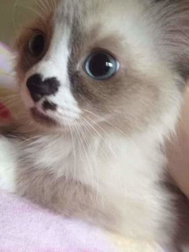 Коты с сердечками Коты с сердечками животные, забавно, коты, кошки, неожиданно, окрас, окрас кошек, фото