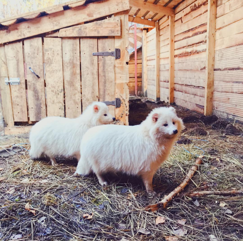 Угадайте что за зверь такой на фото! Угадайте что за зверь такой на фото! Будем жить, животные, помощь
