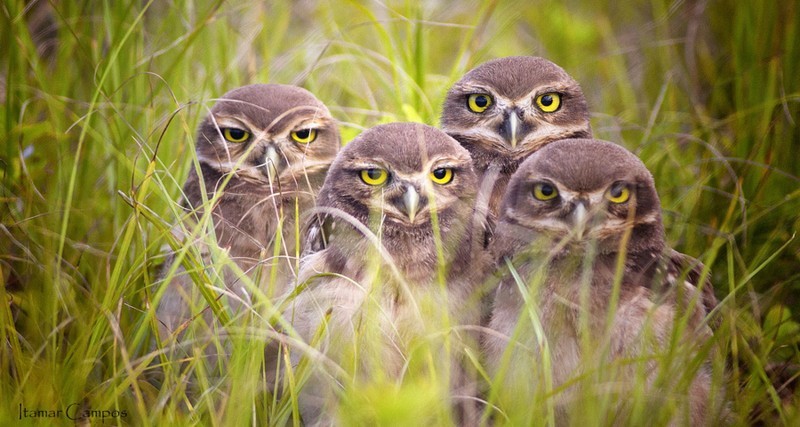 Банда (Itamar Campos) Банда (Itamar Campos) мимика, пернатые, птицы, сова