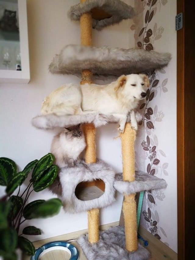 10 фото котов и собак собака сидит с котами