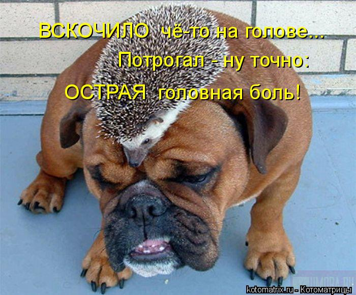 kotomatritsa_- (1) (700x580, 338Kb)