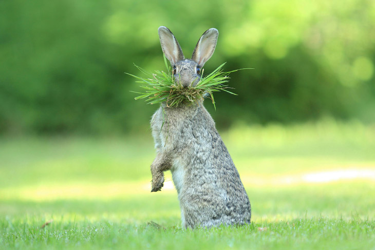 Необычный конкурс Comedy Wildlife Photography Awards 2017