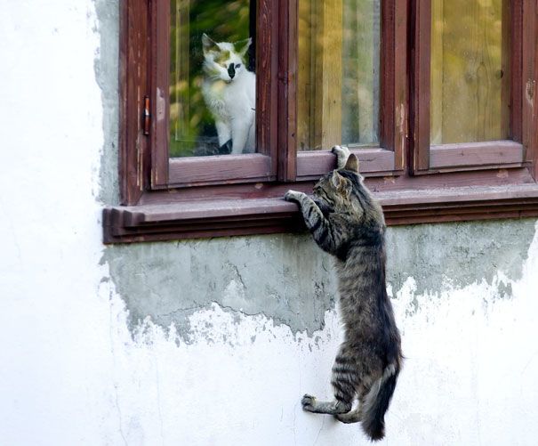 18 кошек доказывающих, что любить может каждый кошки которые умеют любить, кошачья любовь