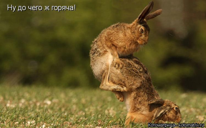 kotomatritsa_d (3) (700x436, 249Kb)