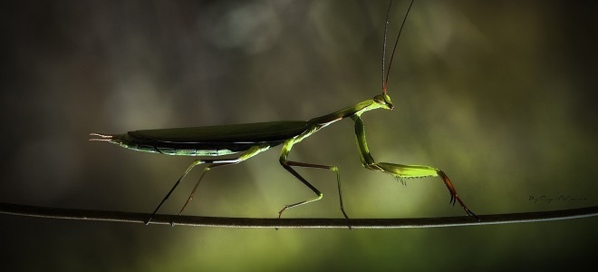 богомол приметы