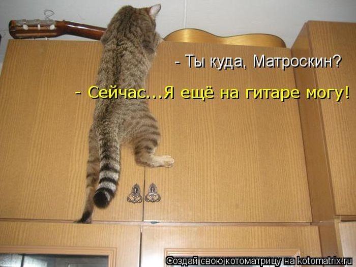 Без кота жизнь не та (50 фото ) Без кота жизнь не та (50 фото )