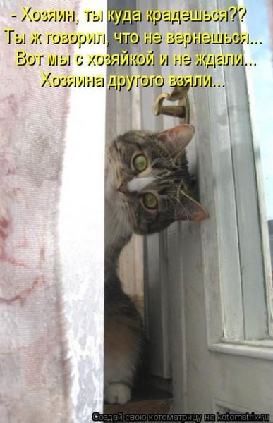 Без кота жизнь не та (50 фото ) Без кота жизнь не та (50 фото )