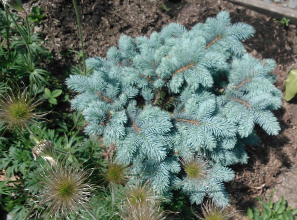 Glauca globosa — ель голубая шаровидная Glauca globosa — ель голубая шаровидная