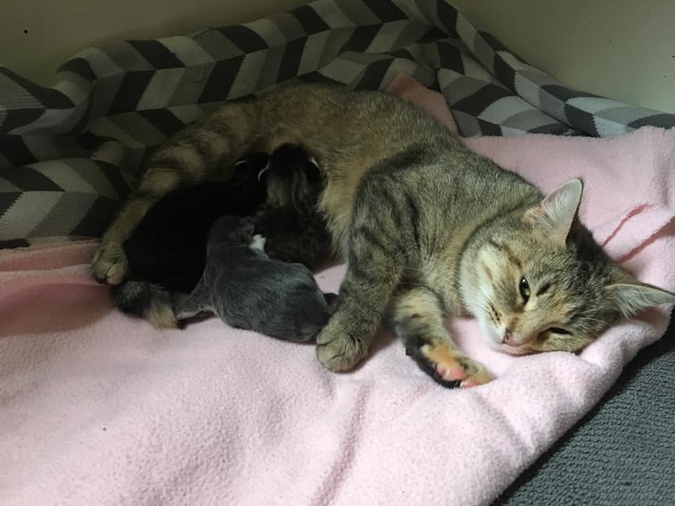 помощь беременной кошке кошка и трое котят