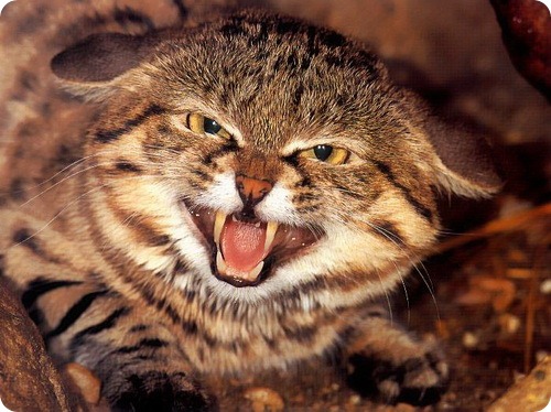 Черноногая кошка