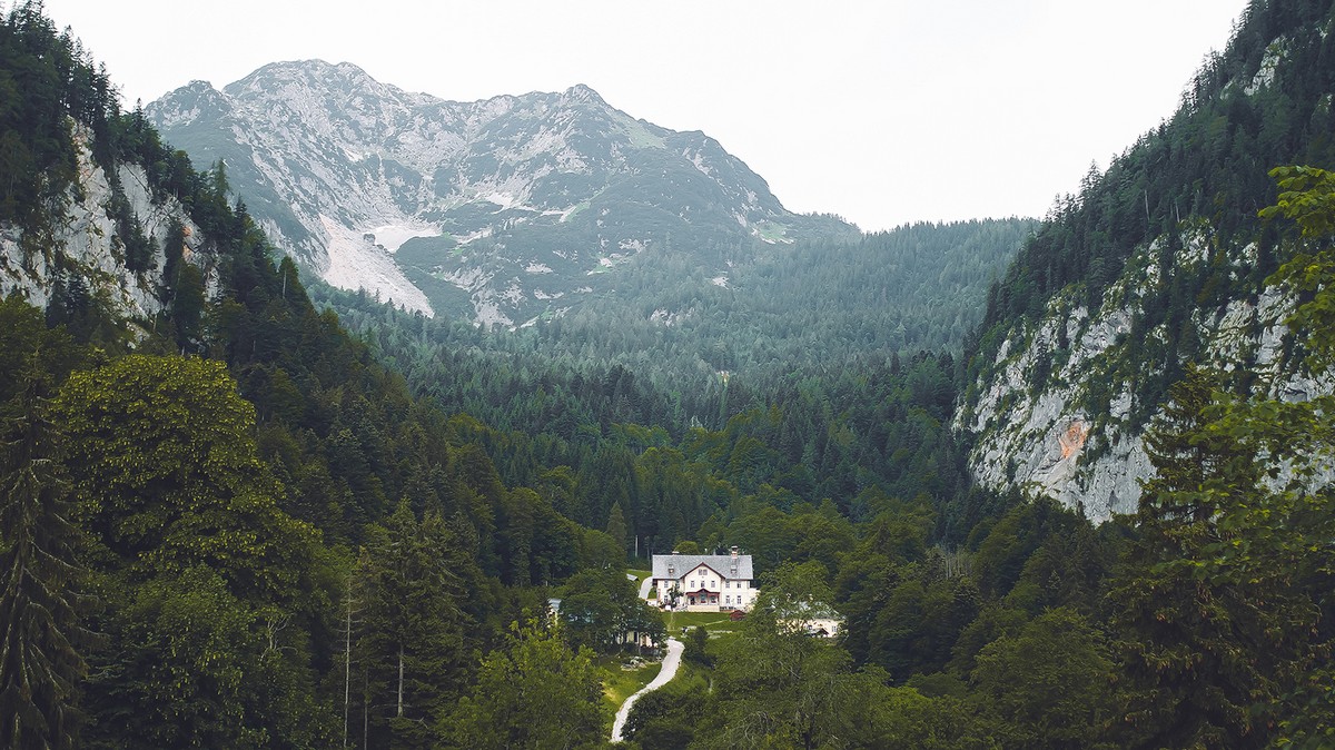Знаменитый лес в Австрии