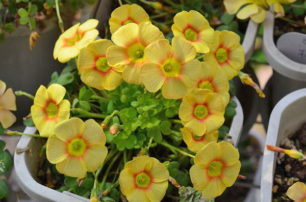 Oxalis obtusa сорта Elizabeth Oxalis obtusa сорта Elizabeth
