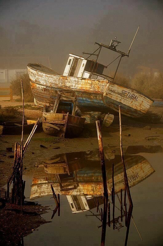 30 фото о жизни и смерти коней моря 30 фото о жизни и смерти коней моря
