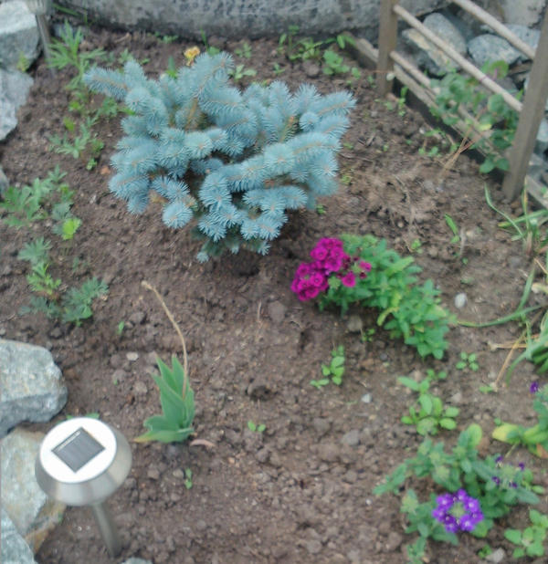 Glauca globosa — ель голубая шаровидная Glauca globosa — ель голубая шаровидная
